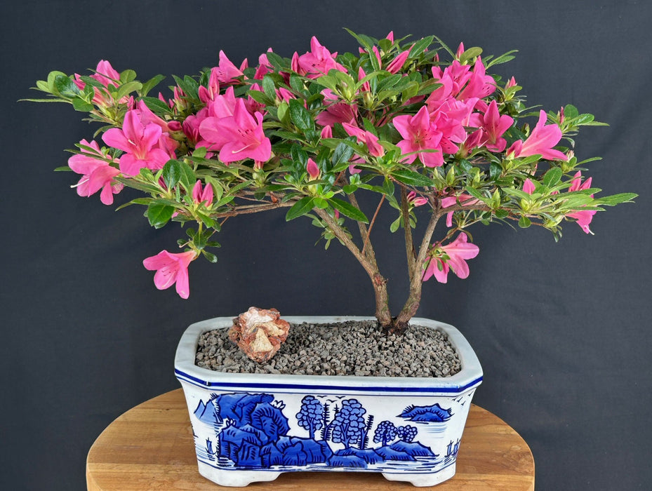 Flowering Chinzan Azalea Bonsai Tree -(azalea satsuki 'chinzan')