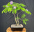 Trained Flowering Japanese Wisteria Bonsai Tree-(wisteria floribunda)