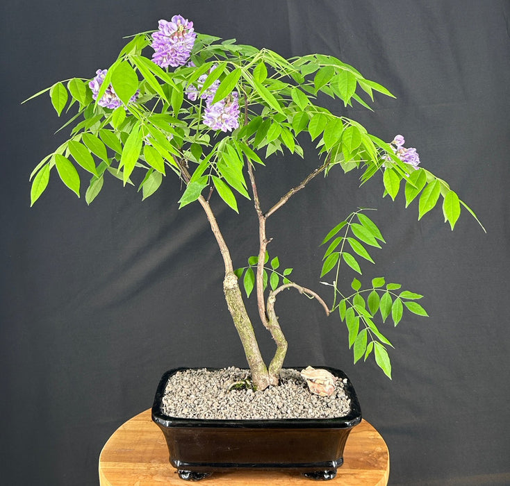 Trained Flowering Japanese Wisteria Bonsai Tree-(wisteria floribunda)
