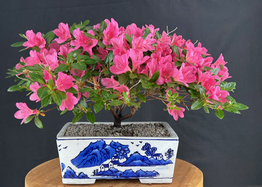 Flowering Chinzan Azalea Bonsai Tree -(azalea satsuki 'chinzan')
