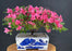 Flowering Chinzan Azalea Bonsai Tree -(azalea satsuki 'chinzan')