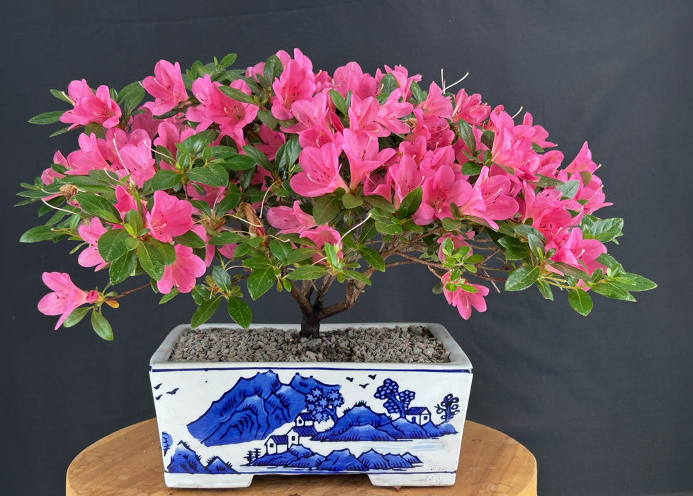 Flowering Chinzan Azalea Bonsai Tree -(azalea satsuki 'chinzan')