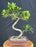 Green Emerald Ficus Bonsai Tree-Curved Trunk Style-(ficus microcarpa)