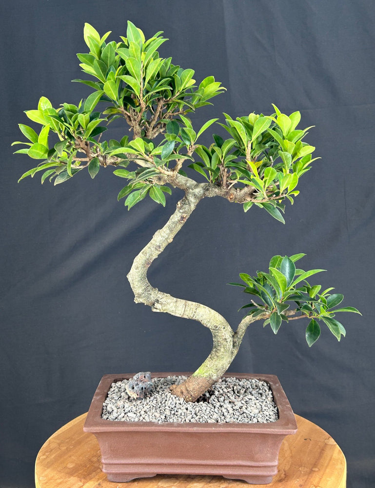 Green Emerald Ficus Bonsai Tree-Curved Trunk Style-(ficus microcarpa)