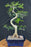 Lime Prickly Ash Bonsai Tree-(Zanthoxylum fagara)