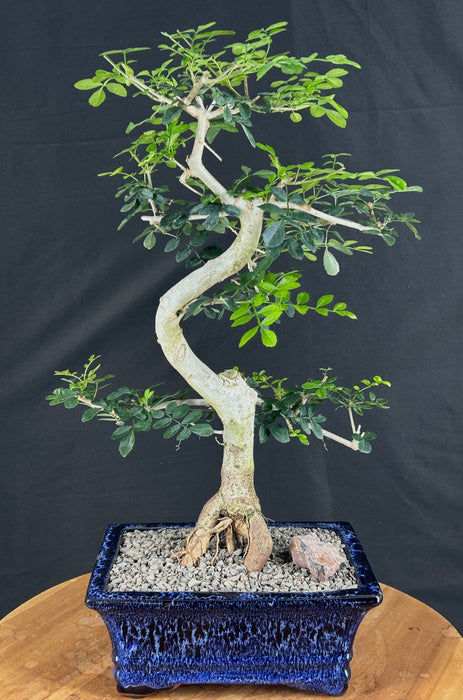 Lime Prickly Ash Bonsai Tree-(Zanthoxylum fagara)