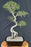 Chinese Elm Bonsai Tree-Curved Trunk & Tiered Branching-(ulmus parvifolia)