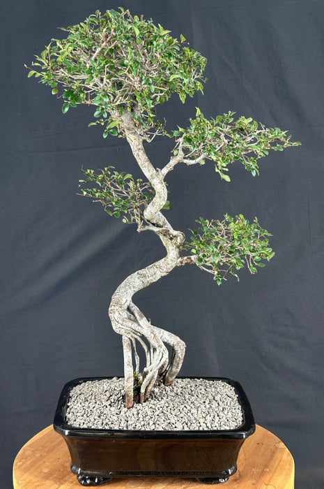 Chinese Elm Bonsai Tree-Curved Trunk & Tiered Branching-(ulmus parvifolia)