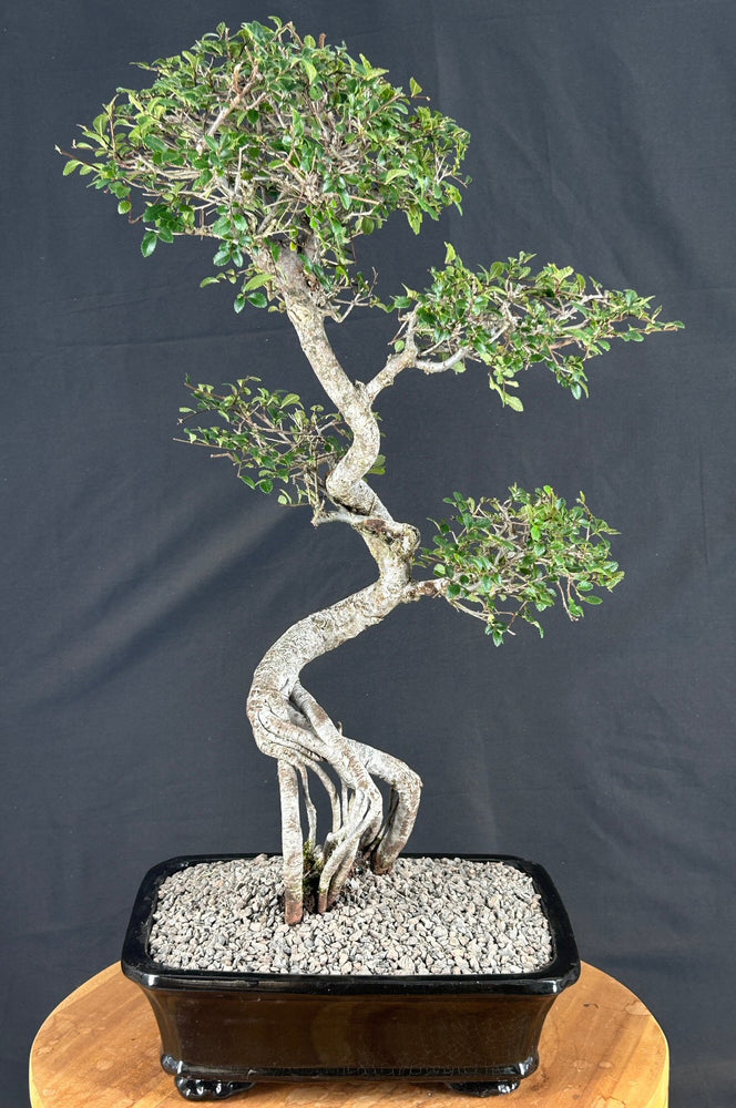 Chinese Elm Bonsai Tree-Curved Trunk & Tiered Branching-(ulmus parvifolia)
