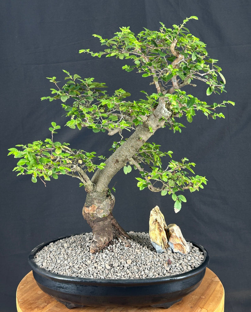 Chinese Elm Bonsai Tree-(ulmus parvifolia)