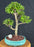 Baby Jade Bonsai Tree-(Portulacaria Afra)