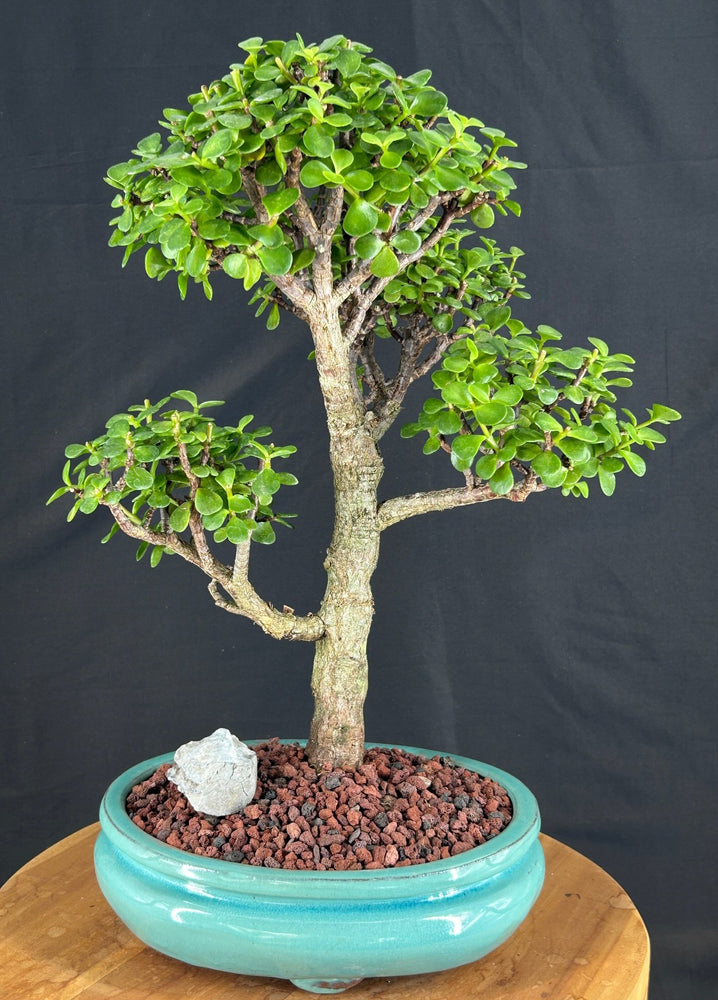 Baby Jade Bonsai Tree-(Portulacaria Afra)