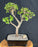 Baby Jade Bonsai Tree-(Portulacaria Afra)