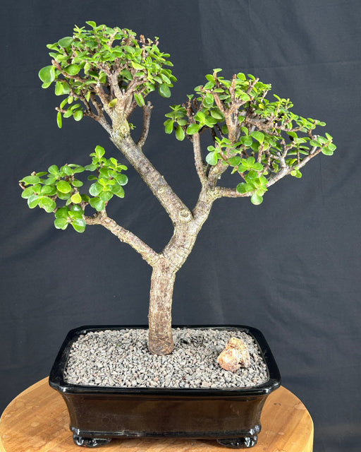 Baby Jade Bonsai Tree-(Portulacaria Afra)