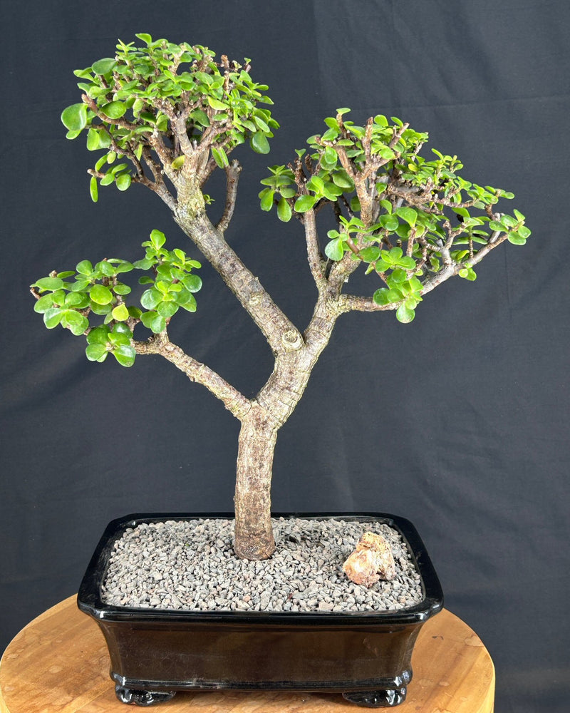 Baby Jade Bonsai Tree-(Portulacaria Afra)