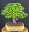 Flowering Parrot's Beak Bonsai Tree-(gmelina philippensis)