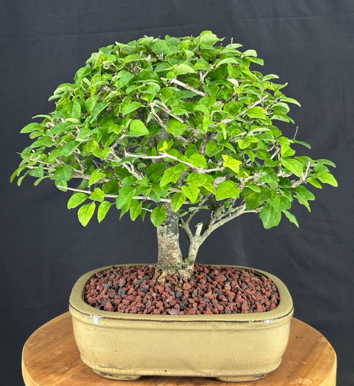 Flowering Parrot's Beak Bonsai Tree-(gmelina philippensis)