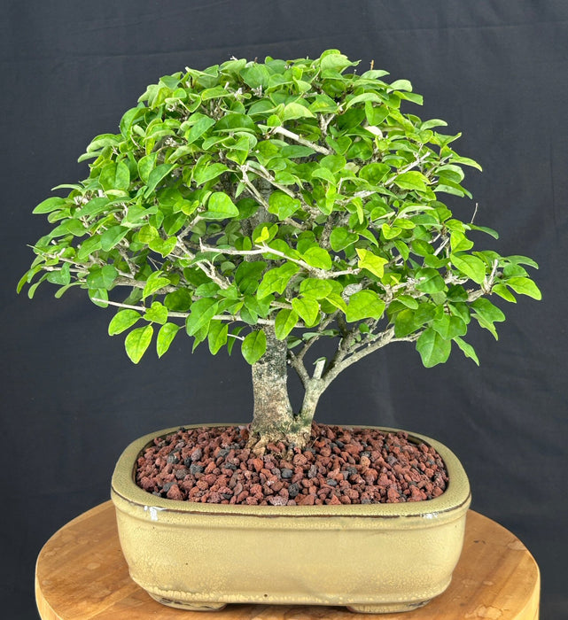 Flowering Parrot's Beak Bonsai Tree-(gmelina philippensis)