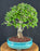 Flowering Parrot's Beak Bonsai Tree-(gmelina philippensis)