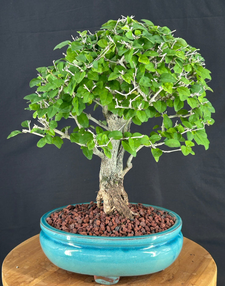 Flowering Parrot's Beak Bonsai Tree-(gmelina philippensis)