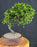 Flowering Fukien Tea Bonsai Tree-(ehretia microphylla)