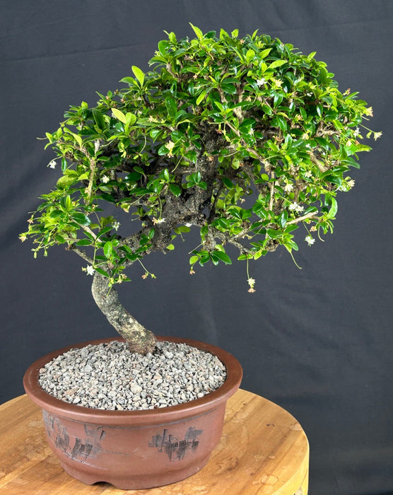 Flowering Fukien Tea Bonsai Tree-(ehretia microphylla)