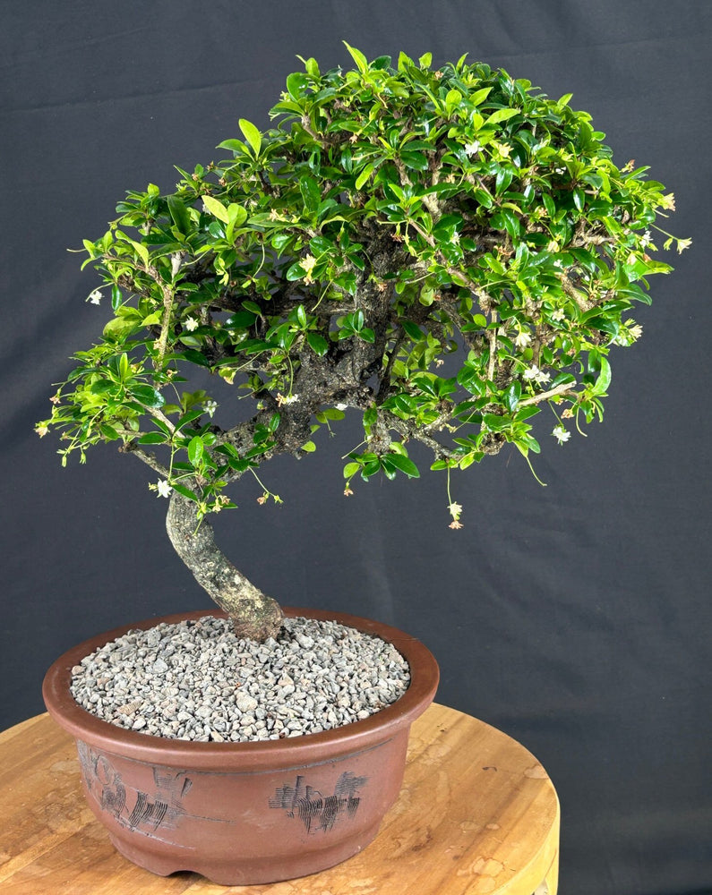 Flowering Fukien Tea Bonsai Tree-(ehretia microphylla)
