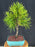 Flowering Podocarpus Bonsai Tree-(podocarpus macrophyllus)