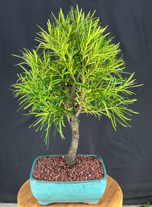 Flowering Podocarpus Bonsai Tree-(podocarpus macrophyllus)