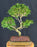 Flowering Ligustrum Bonsai Tree-Curved Trunk Style-(ligustrum lucidum)