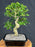 Flowering Ligustrum Bonsai Tree-(ligustrum lucidum)