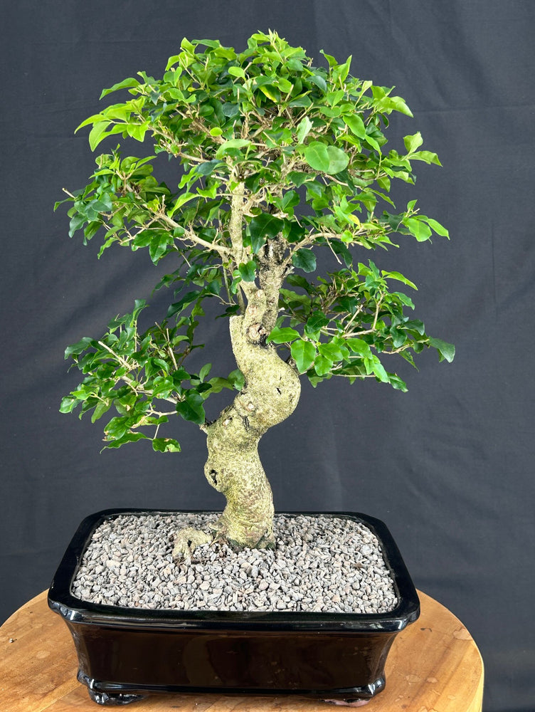 Flowering Ligustrum Bonsai Tree-(ligustrum lucidum)