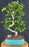 Flowering Crape myrtle Bonsai Tree-Curved Trunk and Tiered Branching-('Lagerstroemia indica')