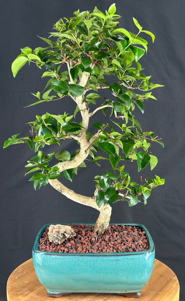 Flowering Crape myrtle Bonsai Tree-Curved Trunk and Tiered Branching-('Lagerstroemia indica')