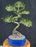Chinese Flowering White Serissa-Curved Trunk & Tiered Branching- Bonsai Tree of a Thousand Stars -(serissa japonica)