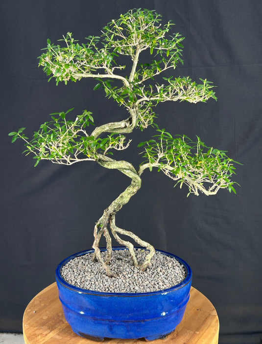 Chinese Flowering White Serissa-Curved Trunk & Tiered Branching- Bonsai Tree of a Thousand Stars -(serissa japonica)