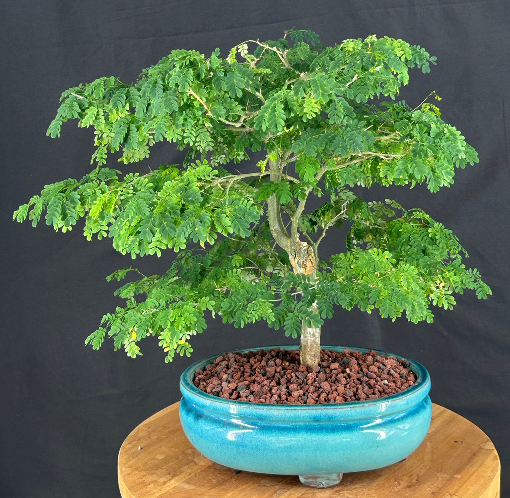Flowering Brazilian Raintree Bonsai Tree-(pithecellobium tortum)