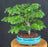 Flowering Brazilian Raintree Bonsai Tree-(pithecellobium tortum)