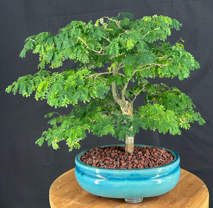 Flowering Brazilian Raintree Bonsai Tree-(pithecellobium tortum)