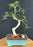 Lime Prickly Ash Bonsai Tree-(Zanthoxylum fagara)