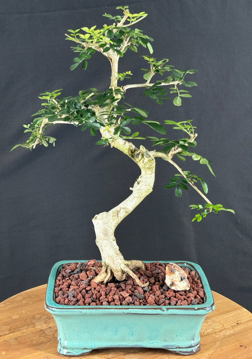 Lime Prickly Ash Bonsai Tree-(Zanthoxylum fagara)