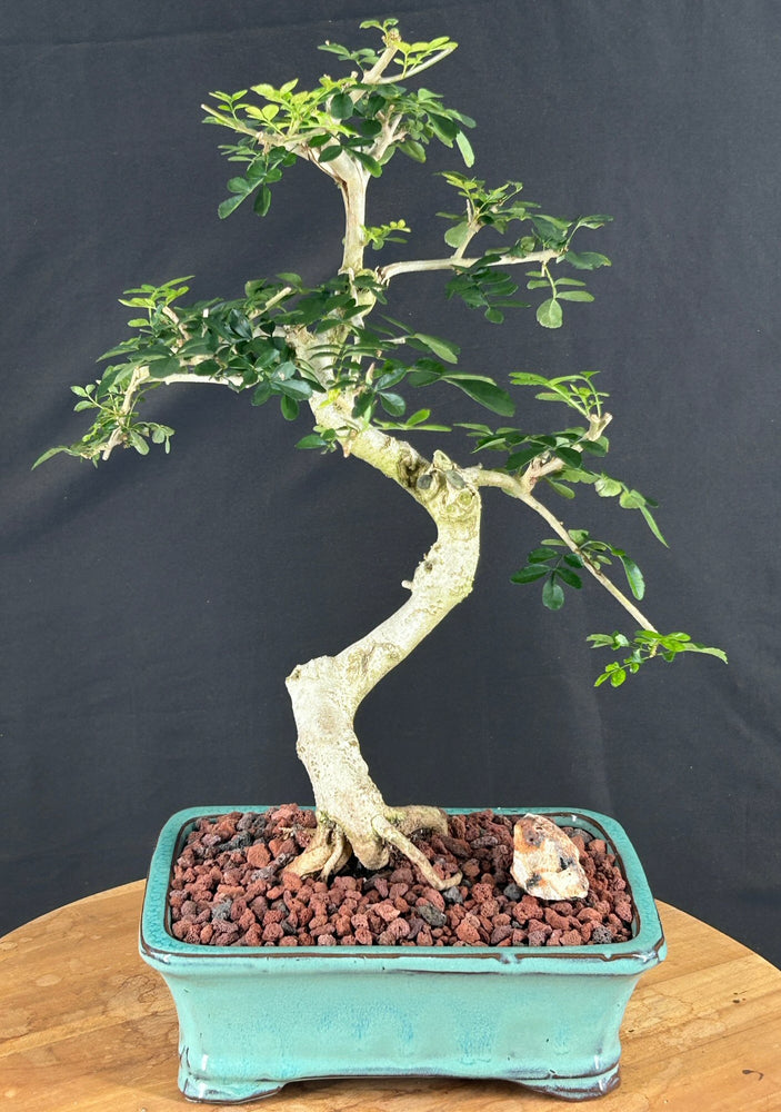 Lime Prickly Ash Bonsai Tree-(Zanthoxylum fagara)