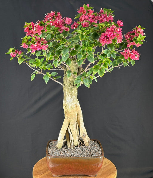 Flowering Bougainvillea Bonsai Tree-Exposed Roots-(Pink Pixie)