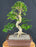 Flowering Ligustrum Bonsai Tree-Curved Trunk & Tiered Branching-(ligustrum lucidum)