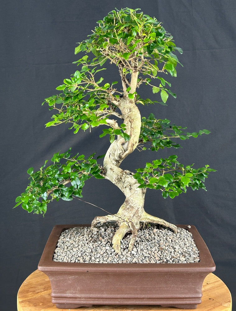Flowering Ligustrum Bonsai Tree-Curved Trunk & Tiered Branching-(ligustrum lucidum)