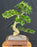 Flowering Ligustrum Bonsai Tree-Curved Trunk-(ligustrum lucidum)