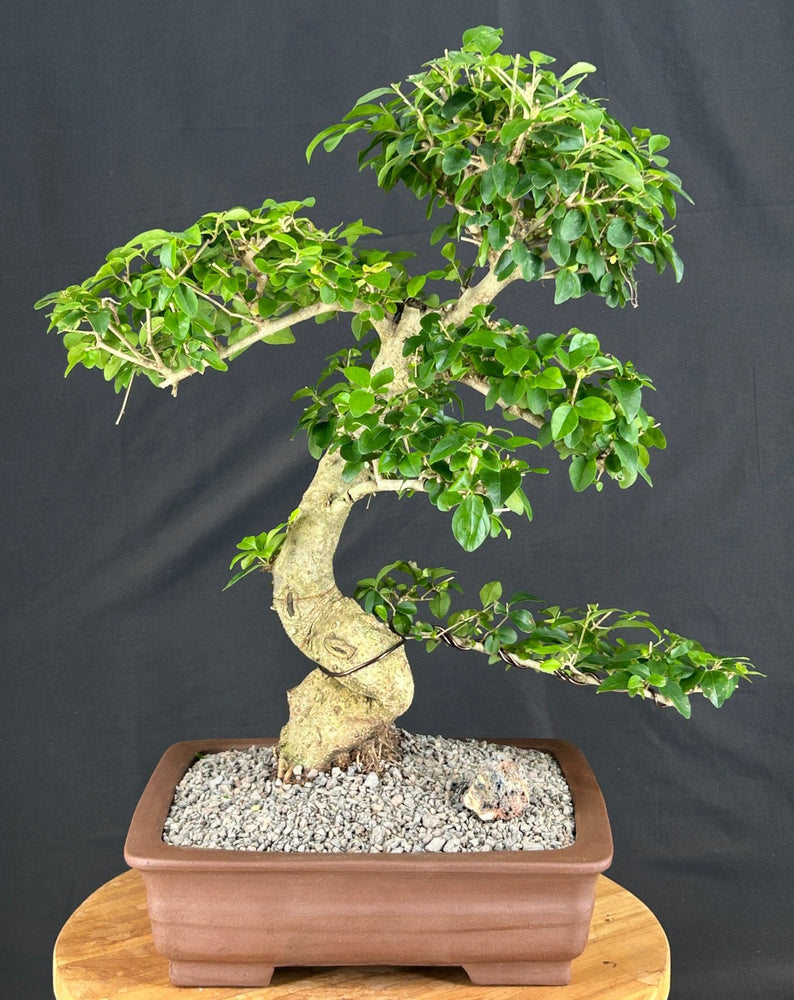 Flowering Ligustrum Bonsai Tree-Curved Trunk-(ligustrum lucidum)