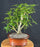 Hawaiian Umbrella Bonsai Tree-Exposed Roots-(arboricola schfflera)