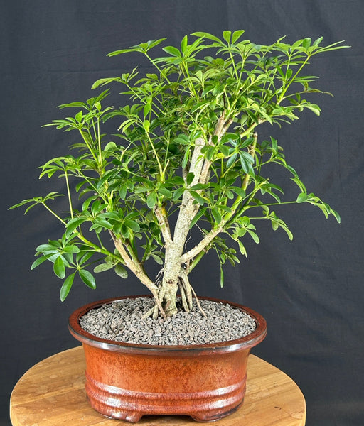 Hawaiian Umbrella Bonsai Tree-Exposed Roots-(arboricola schfflera)