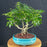 Hawaiian Umbrella Bonsai Tree-Exposed Roots-(arboricola schfflera)